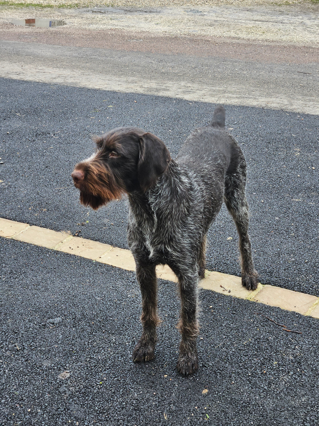 Artemis Vom hundegeläut