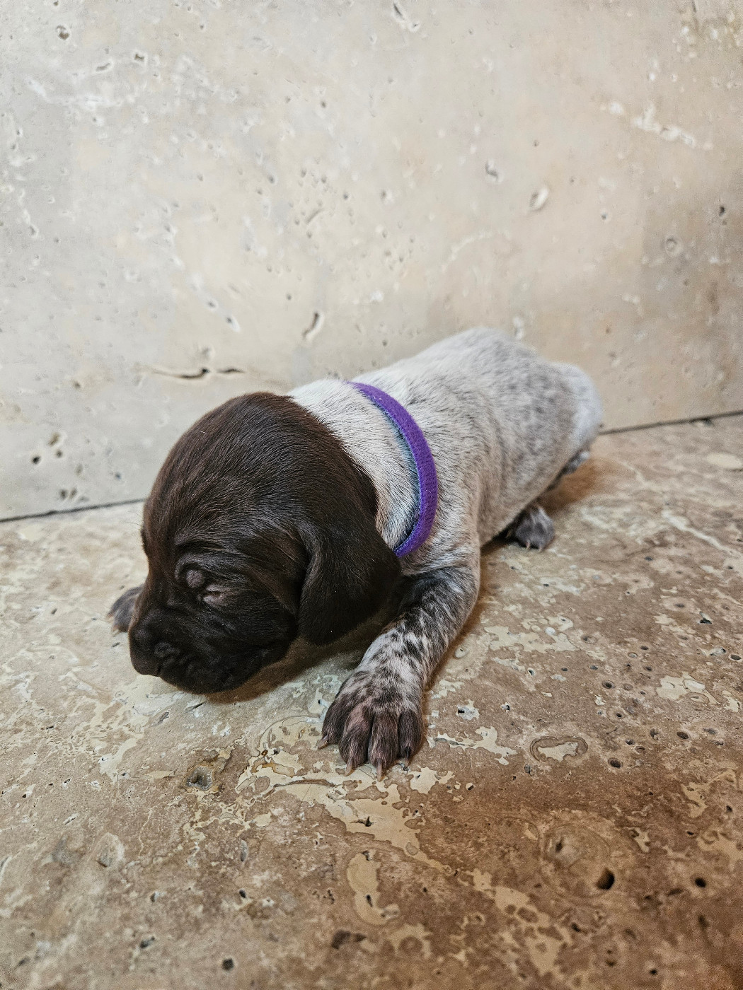 Du Val D'Heuilley - Chiots disponibles - Braque allemand à poil court