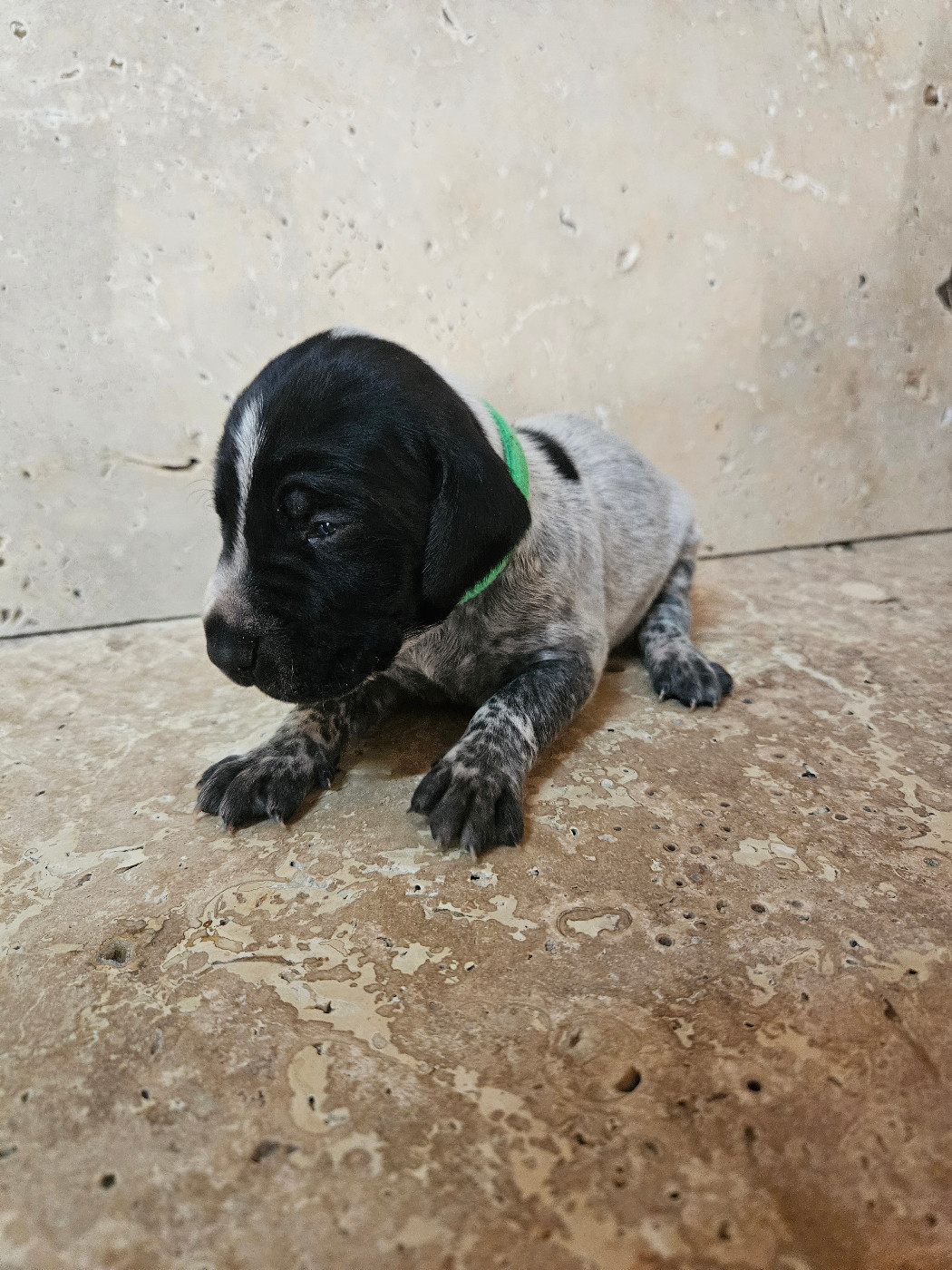 Du Val D'Heuilley - Chiots disponibles - Braque allemand à poil court