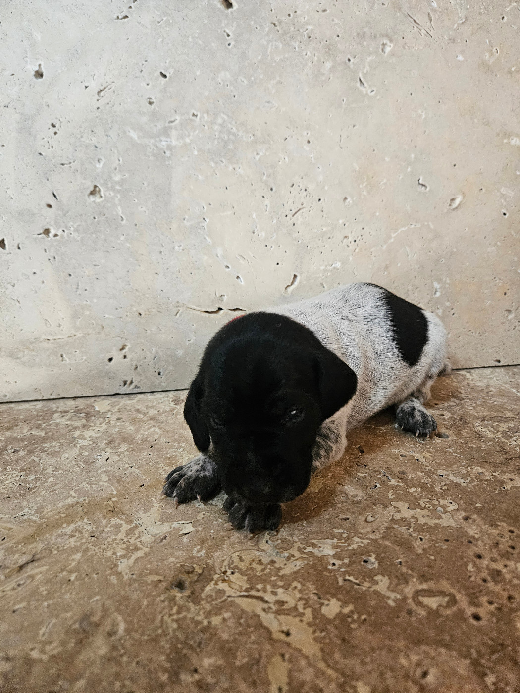 Du Val D'Heuilley - Chiots disponibles - Braque allemand à poil court