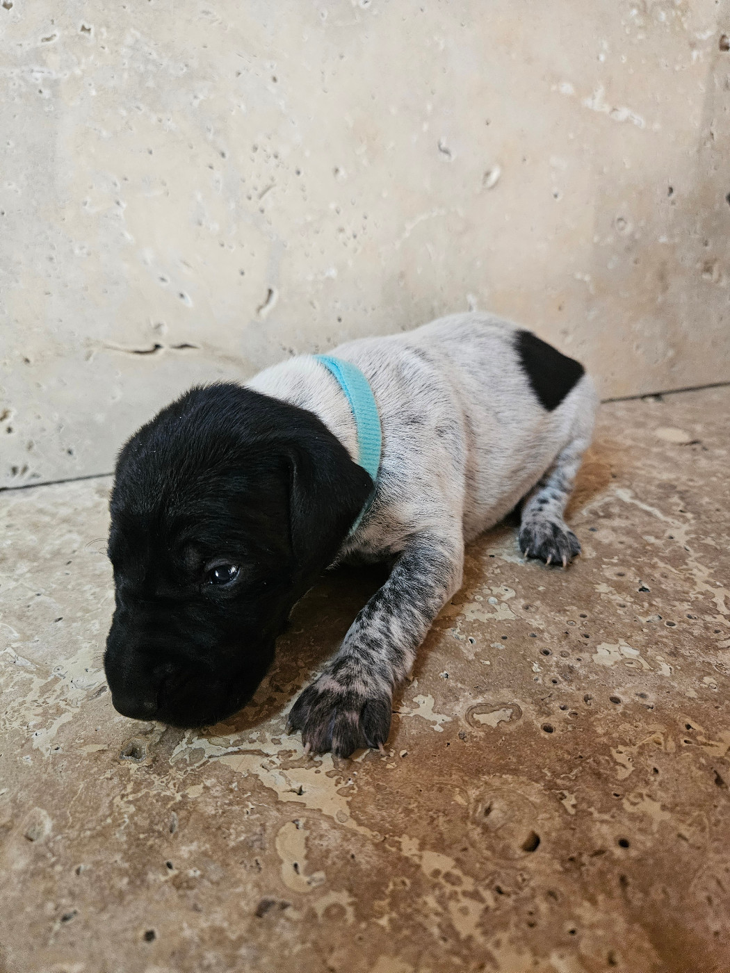 Du Val D'Heuilley - Chiots disponibles - Braque allemand à poil court