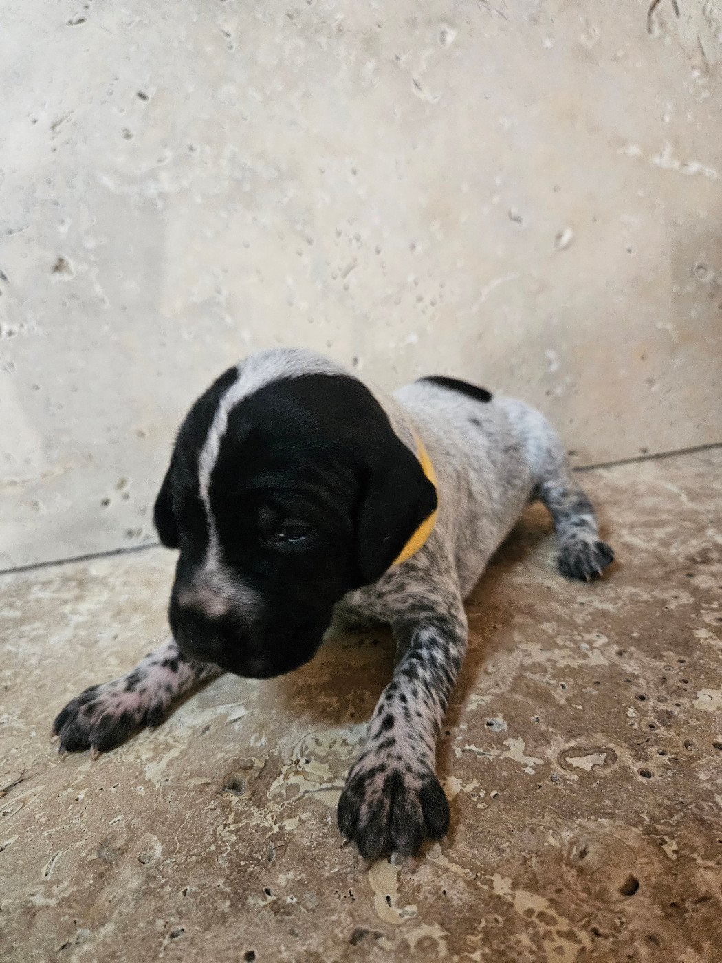 Du Val D'Heuilley - Chiots disponibles - Braque allemand à poil court