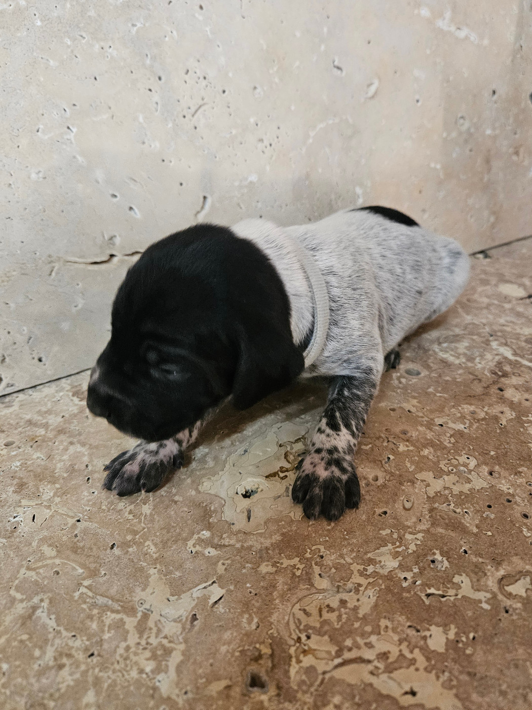 Du Val D'Heuilley - Chiots disponibles - Braque allemand à poil court