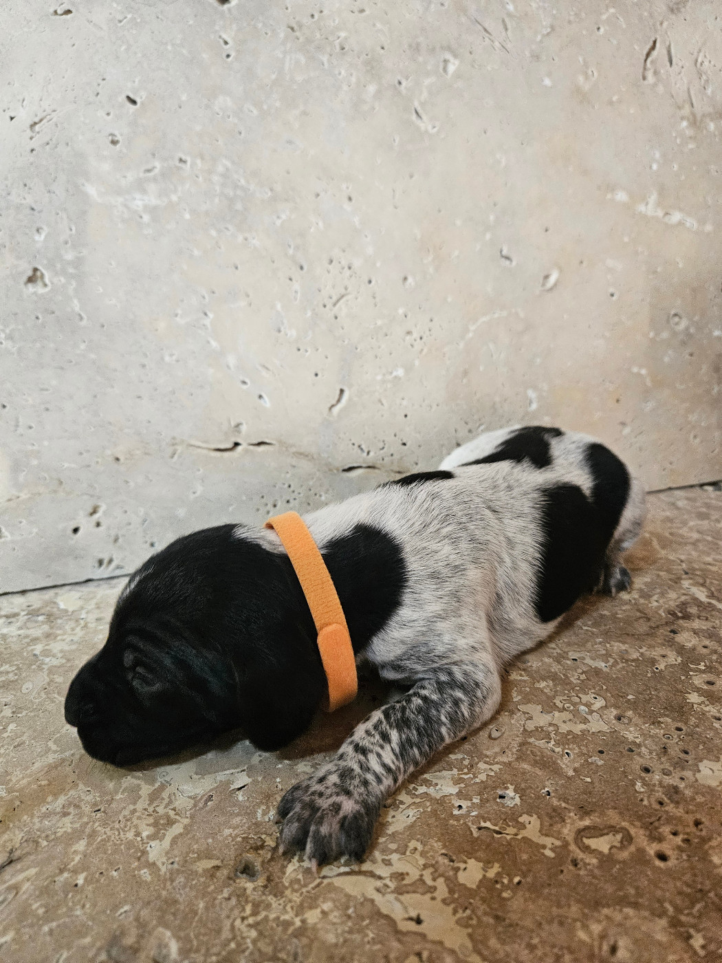 Du Val D'Heuilley - Chiots disponibles - Braque allemand à poil court