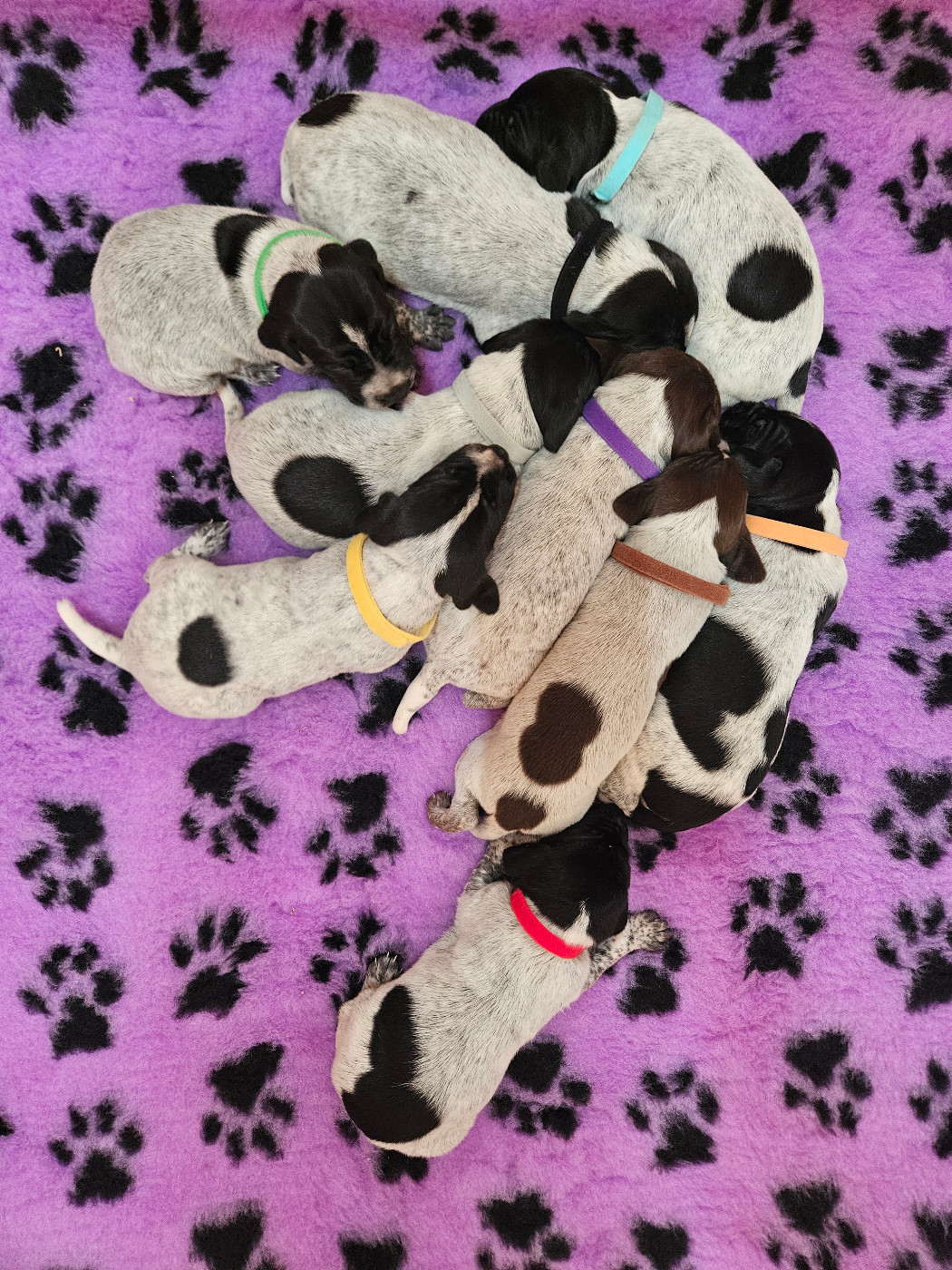 Chiot Braque allemand à poil court Du Val D'Heuilley